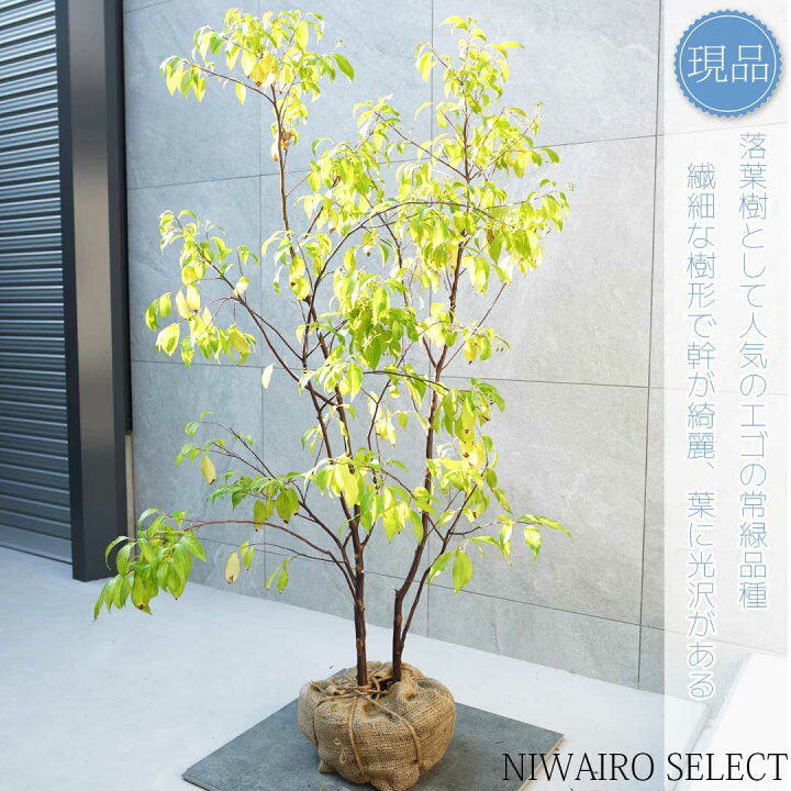 楽天市場】【現品】【常緑エゴノキ】トキワエゴノキ 常盤 株立ち 自然 