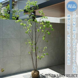【現品】【常緑エゴノキ】トキワエゴノキ 常盤 株立ち 自然風樹形　樹高H≒220 × 枝張W≒110cm　高木 常緑樹 シンボルツリー 植木 庭木 樹木 植栽 和風 洋風 ガーデニング おしゃれ【送料無料】
