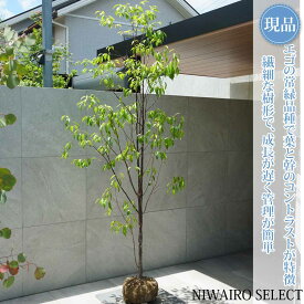 【現品】【常緑エゴノキ】トキワエゴノキ 常盤 株立ち 自然風樹形　樹高H≒225 × 枝張W≒100cm　高木 常緑樹 シンボルツリー 植木 庭木 樹木 植栽 和風 洋風 ガーデニング おしゃれ【送料無料】