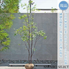 【現品】【常緑エゴノキ】トキワエゴノキ 常盤 株立ち 自然風樹形　樹高H≒280 × 枝張W≒140cm　高木 常緑樹 シンボルツリー 植木 庭木 樹木 植栽 和風 洋風 ガーデニング おしゃれ【送料無料】