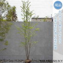 【現品】【カツラ】桂 本株立ち 自然風樹形　樹高H≒375 × 枝張W≒150cm　高木 落葉樹 シンボルツリー 植木 庭木 樹…