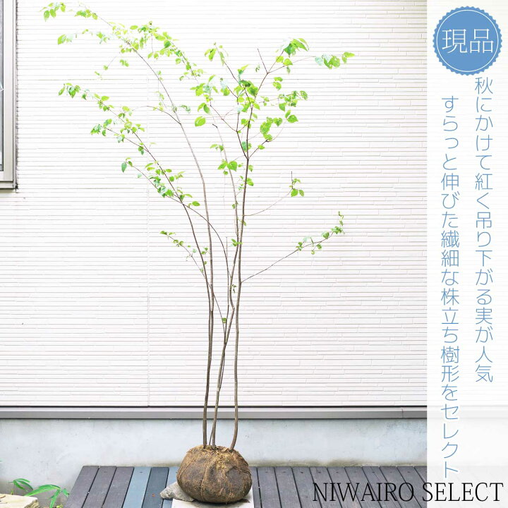 楽天市場】【ツリバナ】 ニシキギ科 株立ち 自然樹形 樹高H≒180 × 枝 