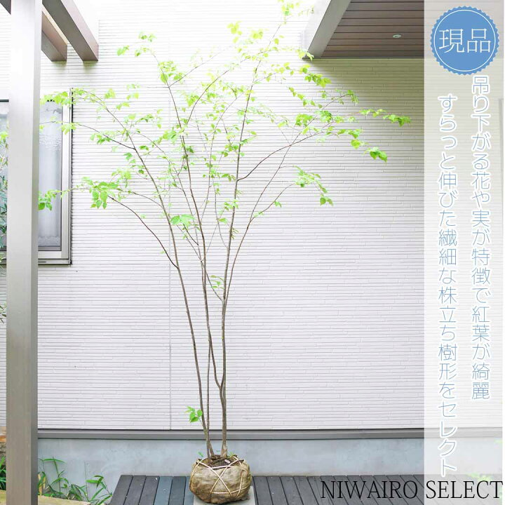 楽天市場】【ツリバナマユミ】 ニシキギ科 株立ち 自然風樹形 樹高H 