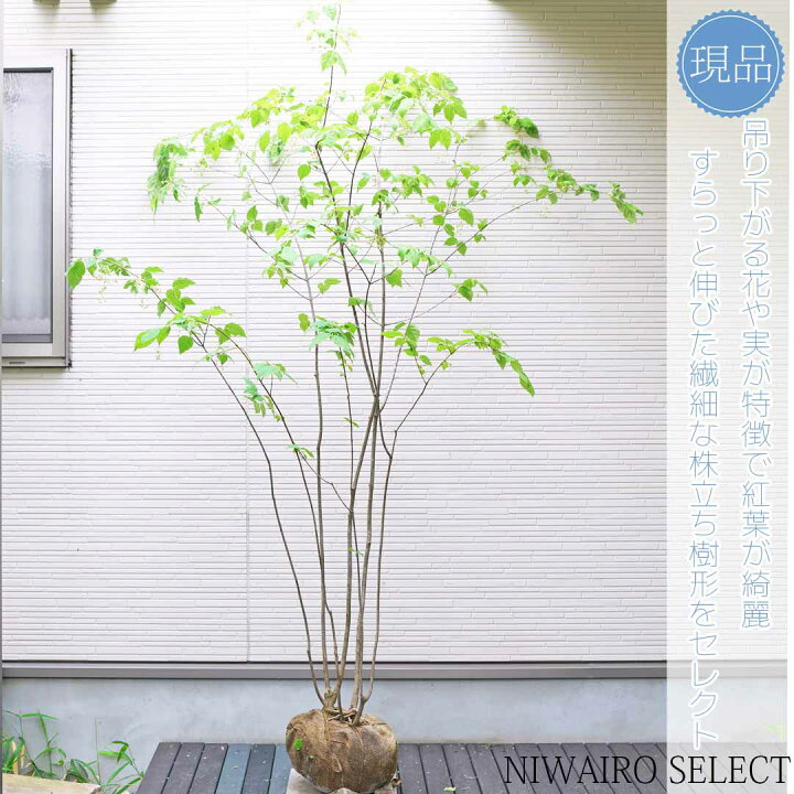 楽天市場】【ツリバナマユミ】 ニシキギ科 株立ち 自然風樹形 樹高H 