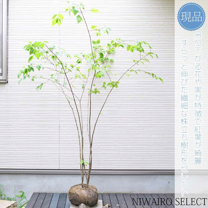 楽天市場】【現品】【ツリバナマユミ】 ニシキギ科 株立ち 自然風樹形 