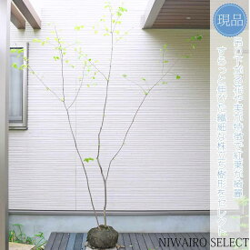 【現品】【ツリバナ】 ニシキギ科　株立ち　自然風樹形　樹高H≒225 × 枝張W≒180cm　高木　落葉樹　シンボルツリー　小型　中型　大型　雑木　植木　庭木　樹木　植栽　和風　洋風　ガーデニング　おしゃれ　【送料無料】
