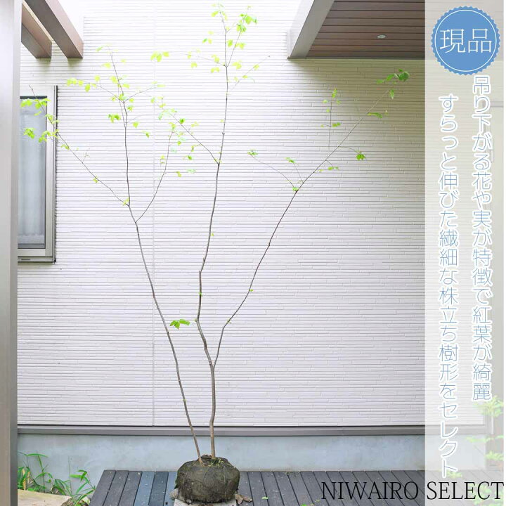 楽天市場】【現品】【ツリバナ】 ニシキギ科 株立ち 自然風樹形 樹高H 