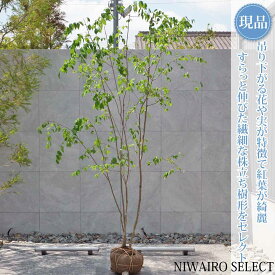 【現品】【ツリバナマユミ】 ニシキギ科 株立ち 自然風樹形　樹高H≒260 × 枝張W≒170cm　高木 落葉樹 シンボルツリー 植木 庭木 樹木 植栽 和風 洋風 ガーデニング おしゃれ【送料無料】