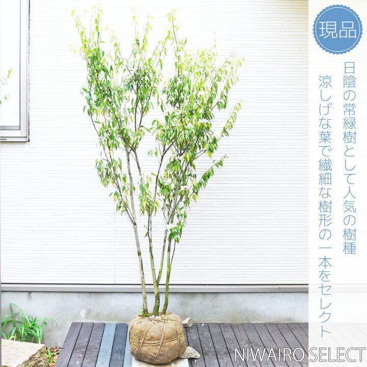 楽天市場】【ハイノキ】 自然樹形 株立ち 雑木風 樹高H≒170 × 枝張W 
