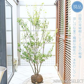 楽天市場】 人気樹種 > 常緑樹 > ハイノキ : にわいろSELECT