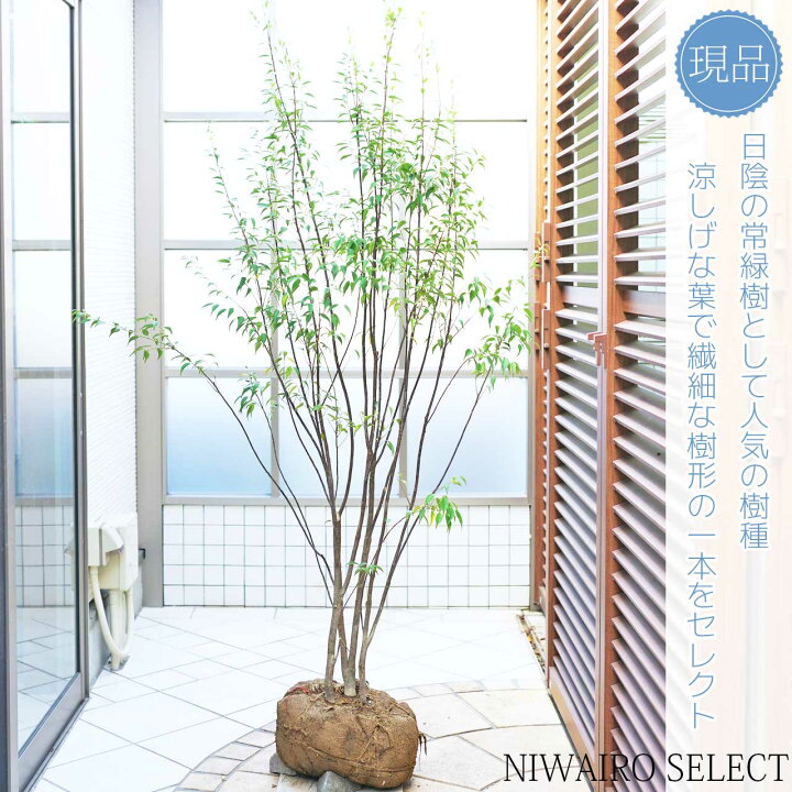 楽天市場】【ハイノキ】 株立ち 自然樹形 雑木風 樹高H≒180 × 枝張W 