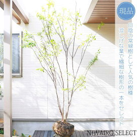 楽天市場】 人気樹種 > 常緑樹 > ハイノキ : にわいろSELECT
