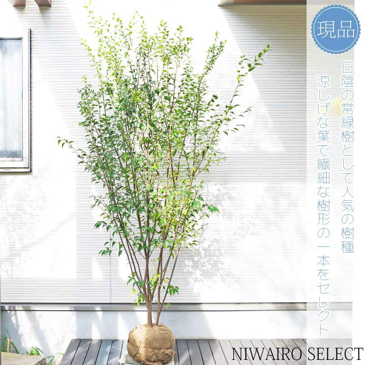 楽天市場】【ハイノキ】 株立ち 自然樹形 樹高H≒210 × 枝張W≒110cm 