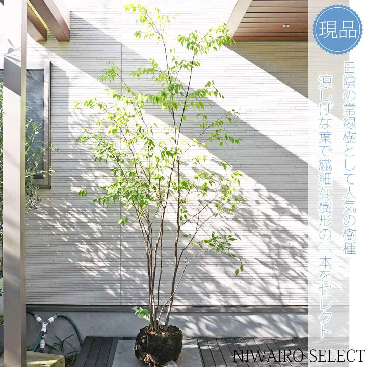 楽天市場】【ハイノキ】株立ち 自然風樹形 樹高H≒215 × 枝張W≒120cm 