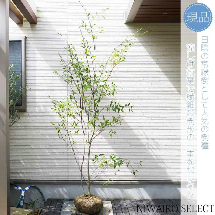 楽天市場】【現品】山採り【ハイノキ】株立ち 自然風樹形 樹高H≒225 