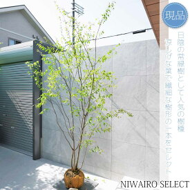 【現品】山採り【ハイノキ】株立ち 自然風樹形　樹高H≒295 × 枝張W≒170cm　高木 常緑樹 シンボルツリー 植木 庭木 樹木 植栽 和風 洋風 ガーデニング おしゃれ【送料無料】