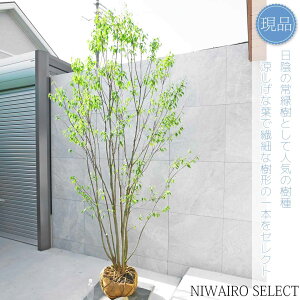 yizR̂ynCmLz R`@H260 × }W140cm@ Ύ V{c[ A   A a m K[fjO yz