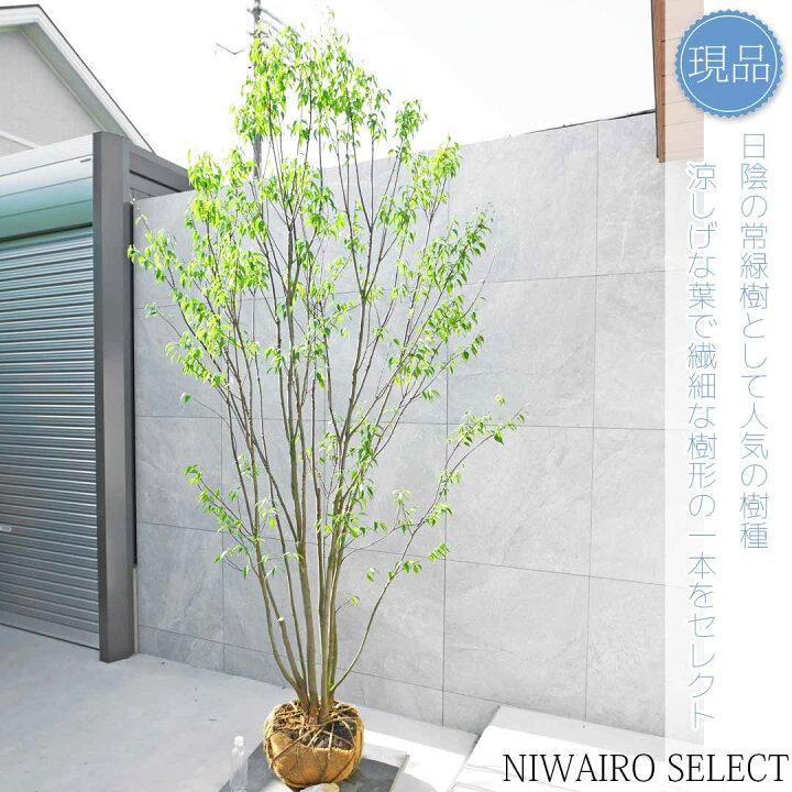 楽天市場】【現品】山採り【ハイノキ】株立ち 自然風樹形 樹高H≒260 
