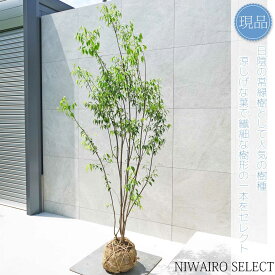 【現品】【ハイノキ】株立ち 自然風樹形　樹高H≒200 × 枝張W≒90cm　高木 常緑樹 シンボルツリー 植木 庭木 樹木 植栽 和風 洋風 ガーデニング おしゃれ【送料無料】