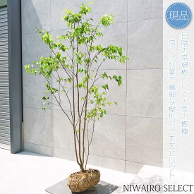 【現品】山採り【ハイノキ】株立ち 自然風樹形　樹高H≒185 × 枝張W≒105cm　高木 常緑樹 シンボルツリー 植木 庭木 樹木 植栽 和風 洋風 ガーデニング おしゃれ【送料無料】
