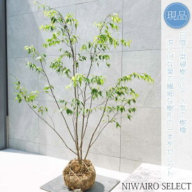 【現品】山採り【ハイノキ】株立ち 自然風樹形　樹高H≒155 × 枝張W≒120cm　高木 常緑樹 シンボルツリー 植木 庭木 樹木 植栽 和風 洋風 ガーデニング おしゃれ【送料無料】