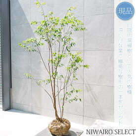 【現品】山採り【ハイノキ】株立ち 自然風樹形　樹高H≒190 × 枝張W≒110cm　高木 常緑樹 シンボルツリー 植木 庭木 樹木 植栽 和風 洋風 ガーデニング おしゃれ【送料無料】