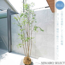 【現品】山採り【ハイノキ】株立ち 自然風樹形　樹高H≒285 × 枝張W≒130cm　高木 常緑樹 シンボルツリー 植木 庭木 樹木 植栽 和風 洋風 ガーデニング おしゃれ【送料無料】
