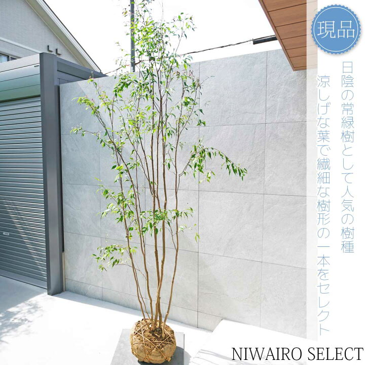 楽天市場】【現品】山採り【ハイノキ】株立ち 自然風樹形 樹高H≒285 