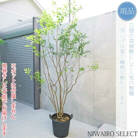 【現品】山採り【ハイノキ】株立ち 自然風樹形　樹高H≒235 × 枝張W≒140cm　高木 常緑樹 シンボルツリー 植木 庭木 樹木 植栽 和風 洋風 ガーデニング おしゃれ【送料無料】