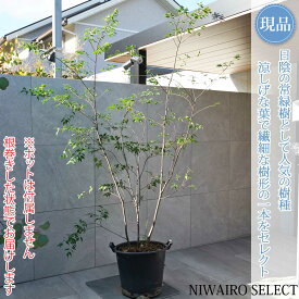 【現品】山採り【ハイノキ】株立ち 自然風樹形　樹高H≒200 × 枝張W≒170cm　高木 常緑樹 シンボルツリー 植木 庭木 樹木 植栽 和風 洋風 ガーデニング おしゃれ【送料無料】