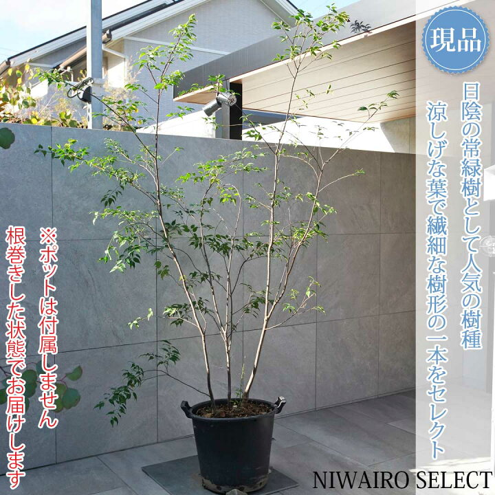 楽天市場】【現品】山採り【ハイノキ】株立ち 自然風樹形 樹高H≒200 