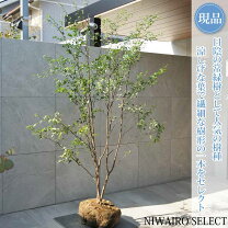 楽天市場】ハイノキ 株立ちの通販