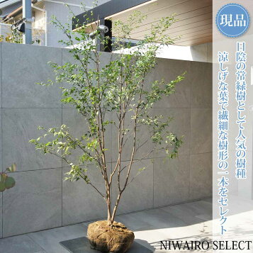 楽天市場】ハイノキ 株立ち 2.5m 露地 苗木 : トオヤマグリーン