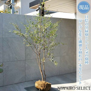 ハイノキ 株立ち」の人気商品一覧・価格比較 - 価格.com