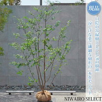 楽天市場】ハイノキ 株 立ちの通販