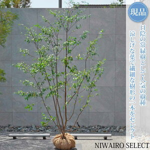 ハイノキ 株立ち」の人気商品一覧・価格比較 - 価格.com