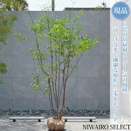 【現品】山採り【ハイノキ】株立ち 自然風樹形　樹高H≒260 × 枝張W≒140cm　高木 常緑樹 シンボルツリ…