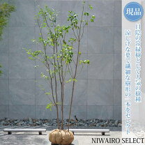 楽天市場】ハイノキ 株立ちの通販