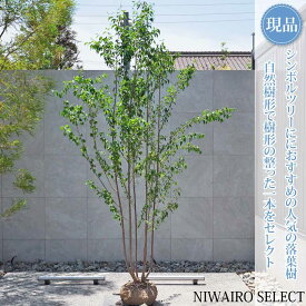 【現品】【エゴノキ】株立ち 自然風樹形　樹高H≒290 × 枝張W≒180cm　高木 落葉樹 シンボルツリー 植木 庭木 樹木 植栽 和風 洋風 ガーデニング おしゃれ【送料無料】