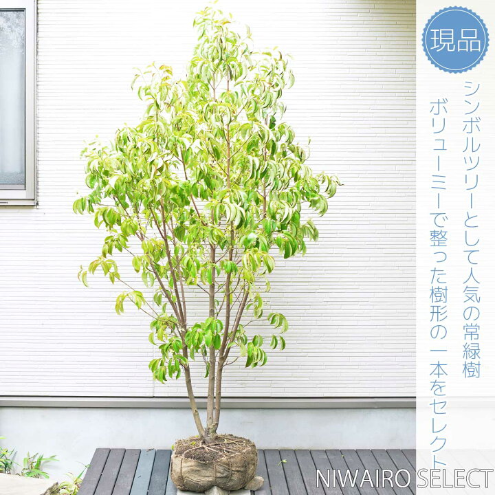 楽天市場】【常緑ヤマボウシ】 ホンコンエンシス 月光 株立ち 自然樹形 