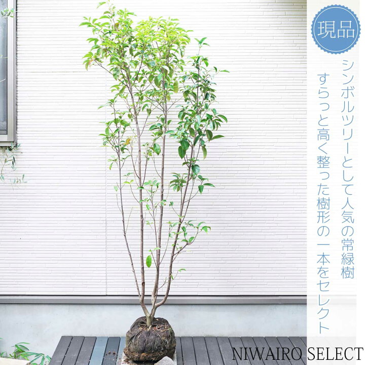 楽天市場】【常緑ヤマボウシ】 ホンコンエンシス 月光 株立ち 自然樹形 
