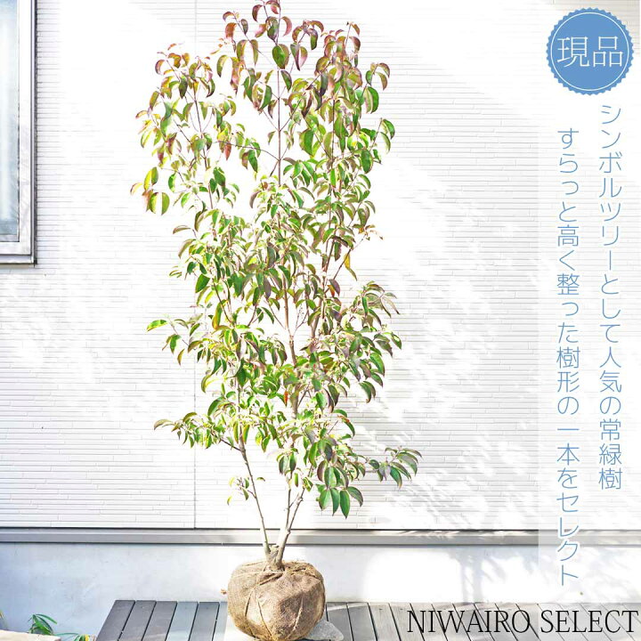 楽天市場】【常緑ヤマボウシ】 山法師 ホンコンエンシス 月光 本株立ち 