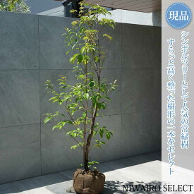 【現品】【常緑ヤマボウシ】山法師 自然風樹形　樹高H≒175 × 枝張W≒70cm　高木 常緑樹 シンボルツリー 植木 庭木 樹木 植栽 和風 洋風 ガーデニング おしゃれ【送料無料】