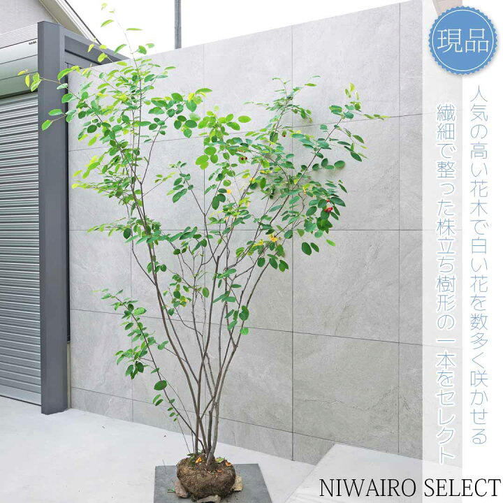 楽天市場】【現品】【ジューンベリー】株立ち 自然風樹形 樹高H≒240 