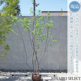 【現品】【ジューンベリー】株立ち 自然風樹形　樹高H≒295 × 枝張W≒160cm　低木 落葉樹 シンボルツリー 植木 庭木 樹木 植栽 和風 洋風 ガーデニング おしゃれ【送料無料】