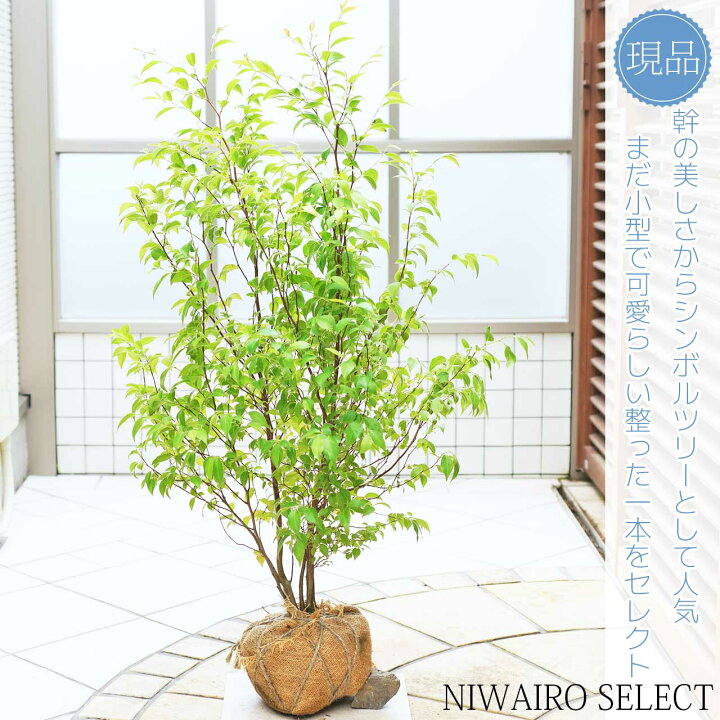 楽天市場】【ヒメシャラ】姫沙羅 株立ち 自然樹形 樹高H≒95 × 枝張W 