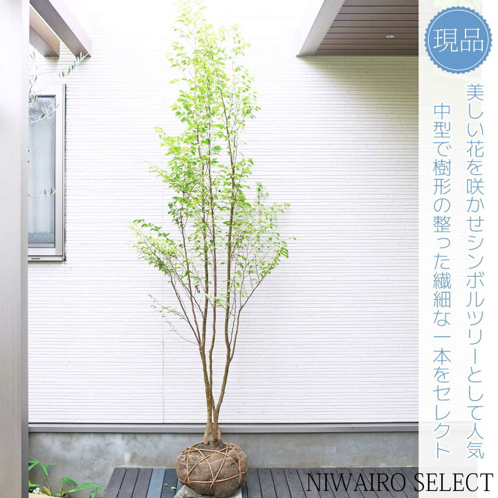 楽天市場】【ヒメシャラ】姫沙羅 株立ち 自然樹形 樹高H≒230 × 枝張W 