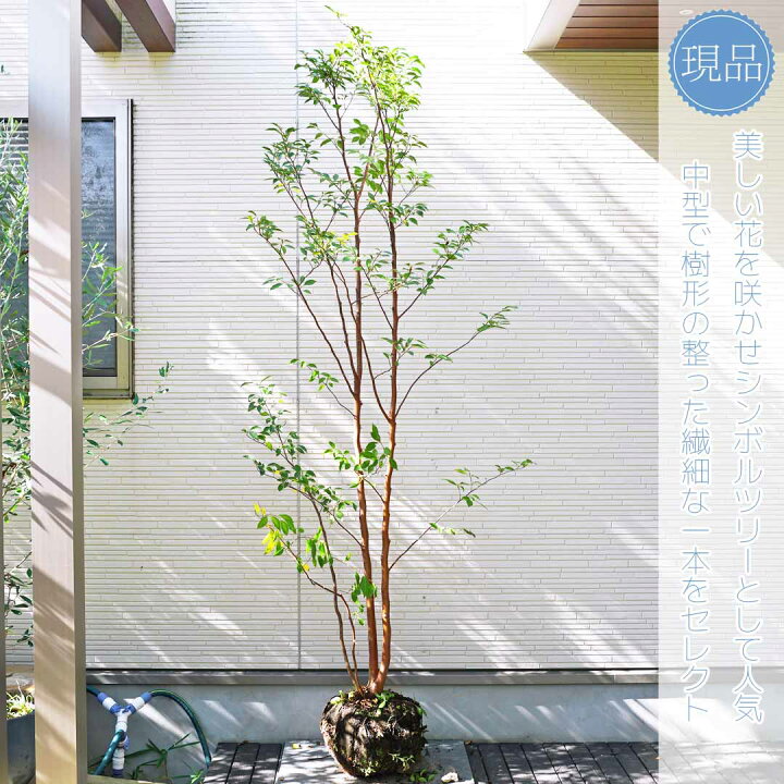 楽天市場】【ヒメシャラ】姫沙羅 株立ち 自然風樹形 樹高H≒200 × 枝張 