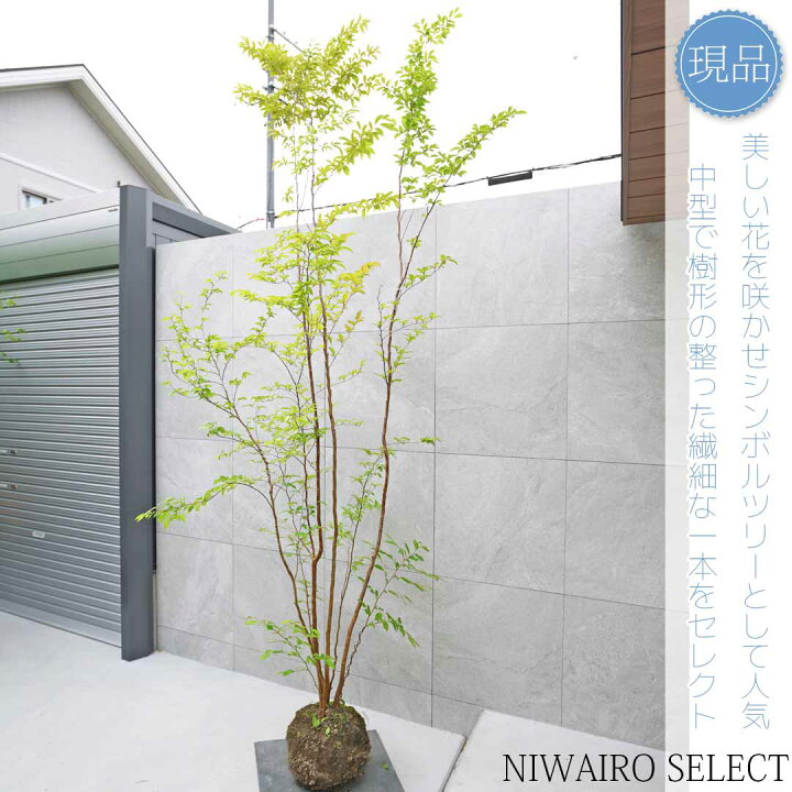 楽天市場】【現品】【ヒメシャラ】姫沙羅 株立ち 自然風樹形 樹高H 