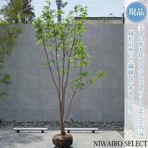 楽天市場】ヒメシャラ 株立ちの通販